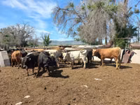 公牛, Cattle — 照片 3