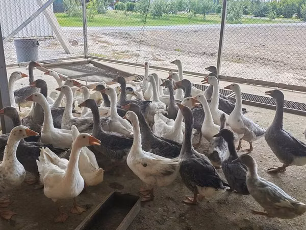 Geese — Kirgisistan
