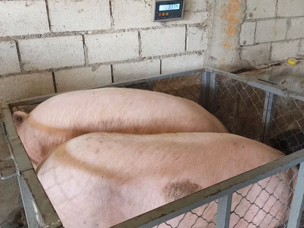 Eber, Schweine