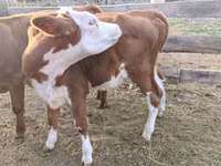 Bulle, Simmental cattle — Foto 4