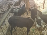 Ziege, Murcia-Granada goats — Foto 3