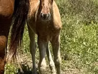 Hengst, Rocky Mountain Horse — Foto 5