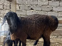 Qoʻchqor, Rhon sheep — 2-rasm