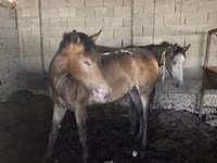 Caballo, Caballos — foto 4