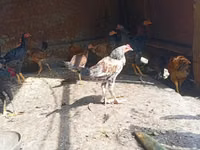 Chickens — 4-сурет
