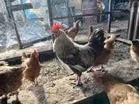 母山羊, Goats — 照片 2