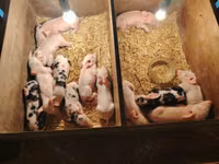 Schweine (Partie, Geschlecht nicht angegeben), Schweine — Foto 2