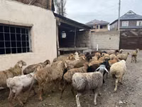 كبش, Rhon sheep — الصورة 8