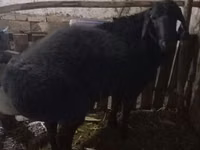 Ovejas (lote, sexo no especificado), Ovejas — foto 2