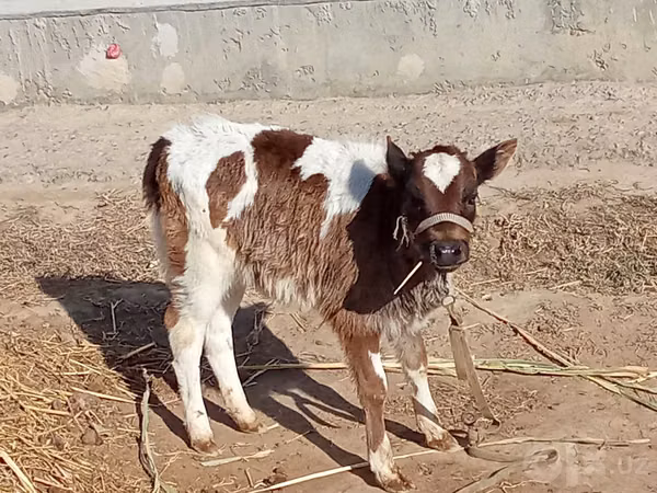 Kuh, Rinder — Usbekistan