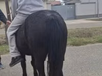 Mare, Horses — photo 2
