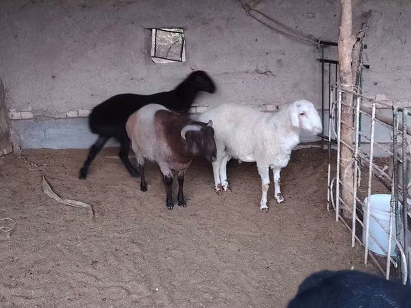 मेढ़ा, भेड़