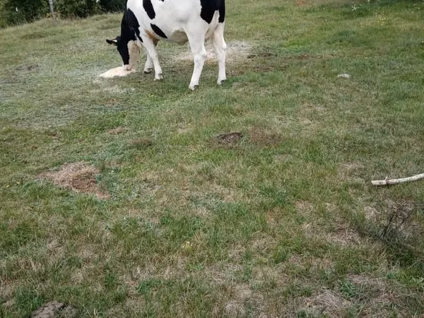 Sigir, Russian Black pied cattle