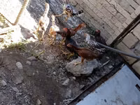 Chickens — 3-сурет