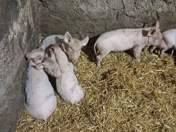Säue, Schweine