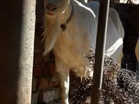 عنزة, Saanen goat — الصورة 3