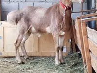 كبش, Rhon sheep — الصورة 4