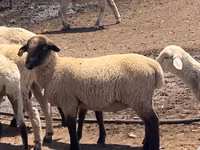 Widder, Hampshire sheep — Foto 1