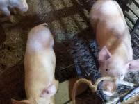 Schweine (Partie, Geschlecht nicht angegeben), Schweine — Foto 6