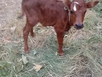 公牛, Cattle — 照片 2