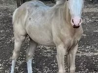 Mare, Quarter Horse — photo 1