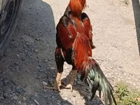 Chickens — Foto 7
