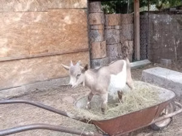 Козёл, Козлы