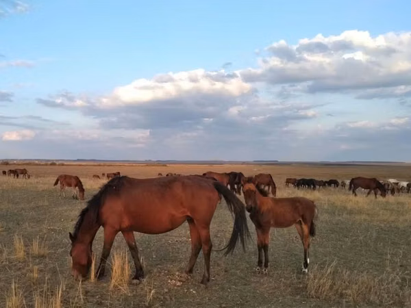Toychoq, Kazakh horse — Qozogʻiston