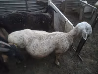 Echki, Nubian Goat — 2-rasm