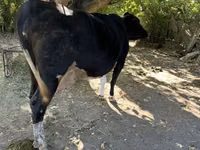 Cow, Holstein breed — photo 3