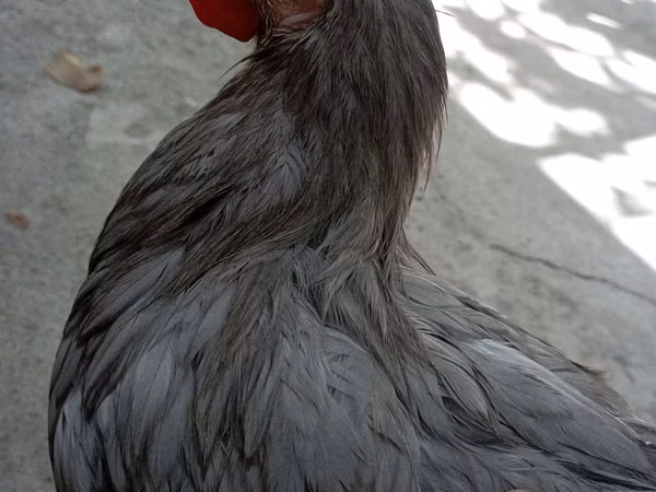 Chickens — Kirgisistan