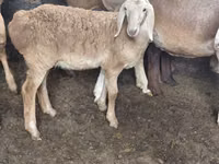 Qoʻchqor, Arashan sheep — 6-rasm