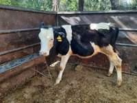 Toro, Ganado vacuno — foto 5