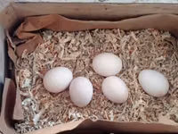 Chickens — Foto 3