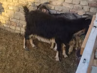 Cabra, Cabras — foto 2