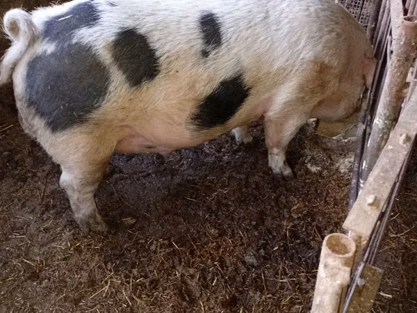 خنزير ذكر, الخنازير