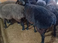 Schaf, Hissar sheep — Foto 4