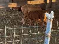 نعجة, Arashan sheep — الصورة 4