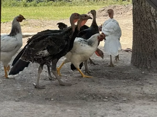 Turkeys — Kirgisistan
