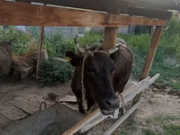 गाय, मवेशी — फ़ोटो 1