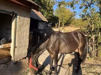 Бие, Friesian — 2-сурет