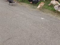 Turkeys — Foto 1