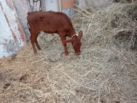 Cow, Cattle — photo 2
