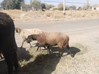كبش, الأغنام — الصورة 1