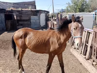 Hengst, Kazakh horse — Foto 4