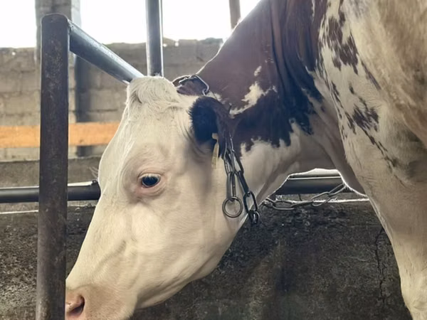 母牛, Simmental cattle — 吉尔吉斯斯坦