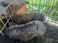 Schafe (Partie, Geschlecht nicht angegeben), Blackheaded Persian sheep — Foto 3