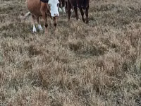 母牛, Simmental cattle — 照片 2