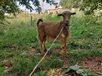 Ziegenbock, Ziegen — Foto 1