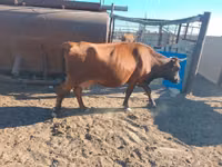 母牛, Latvian Blue cattle — 照片 3